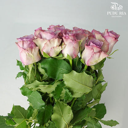 Rose Nightgale (8-10 Stems) - Pudu Ria Florist Southern