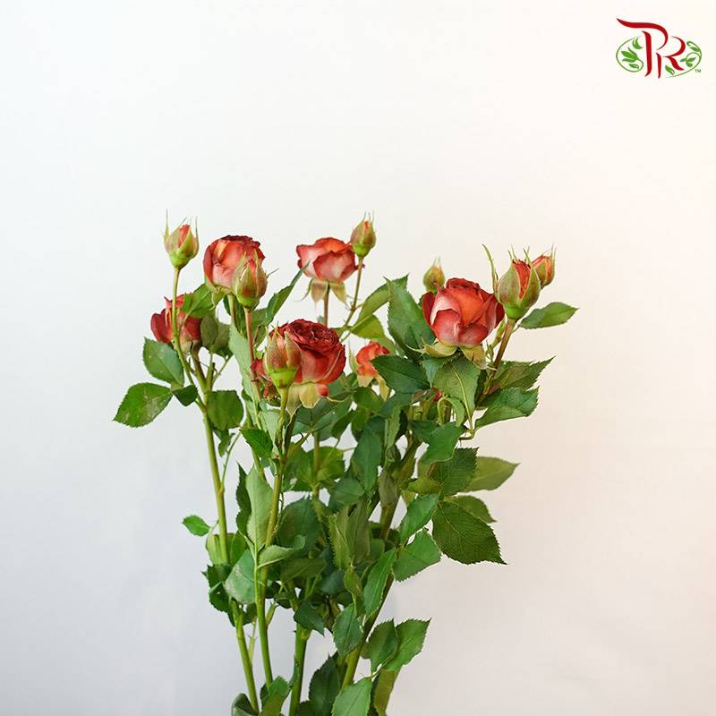 Rose Spray Chocolate Bubble (8-10 Stems) - Pudu Ria Florist Southern
