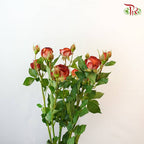 Rose Spray Chocolate Bubble (8-10 Stems) - Pudu Ria Florist Southern