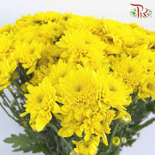 Chrysanthemum Pompom Yellow (10-12 Stems) - Pudu Ria Florist Southern