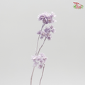 Preservative Helichrysum Crispum - Purple - Pudu Ria Florist Southern