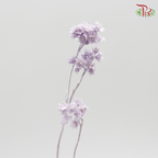 Preservative Helichrysum Crispum - Purple - Pudu Ria Florist Southern