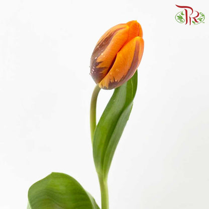 Tulip Golden (8-9 Stems) - Pudu Ria Florist Southern
