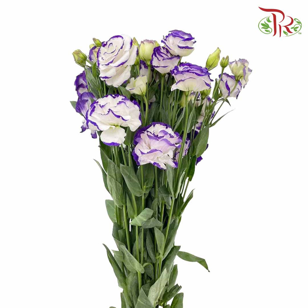 Eustoma Purple/White (12-15 Stems) - Pudu Ria Florist Southern