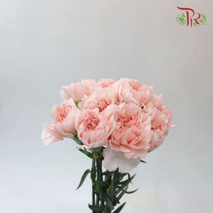 Carnation Charlotte (8-10 Stems) - Pudu Ria Florist Southern