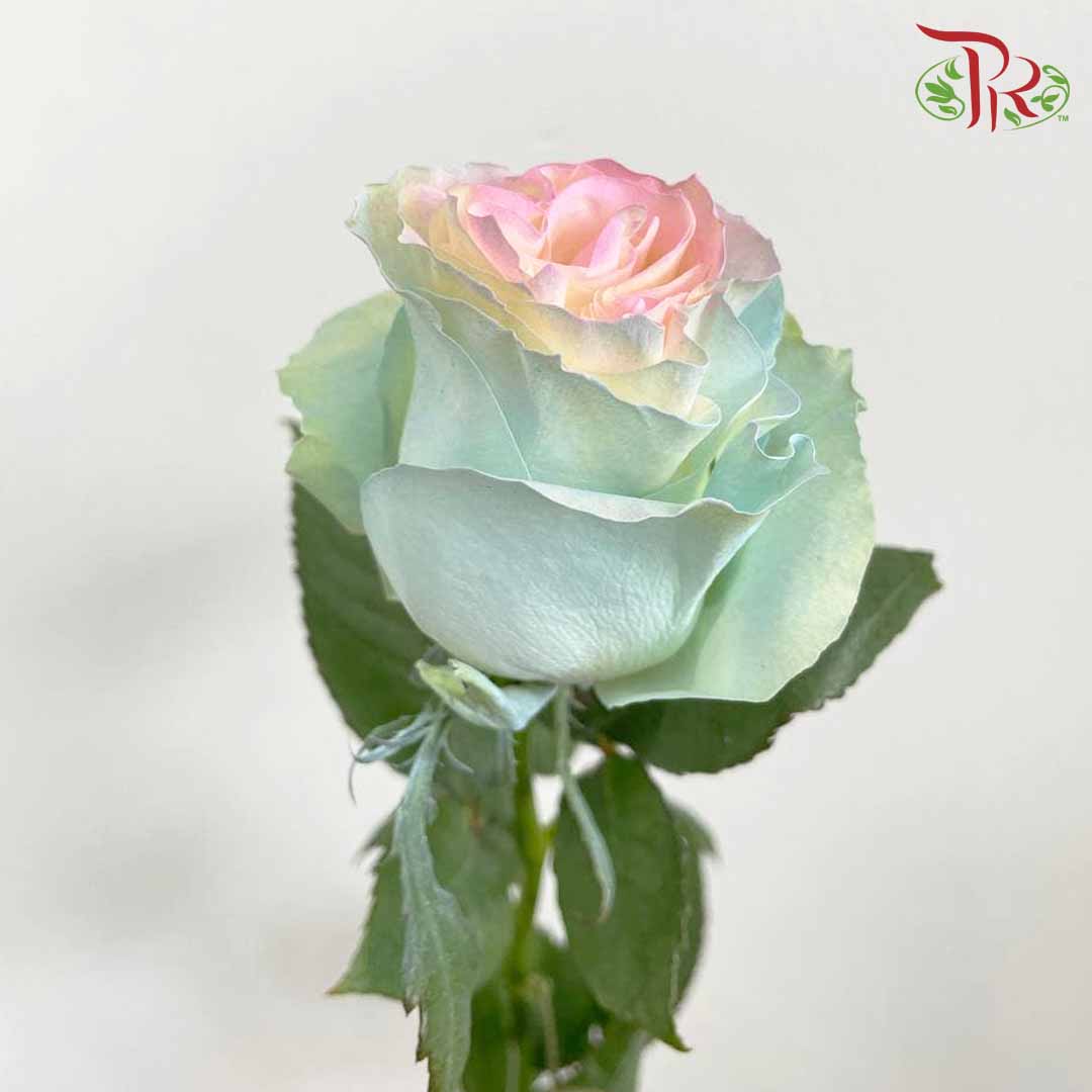Rose Mondial Dyed Jellyfish (8-10 Stems) - Pudu Ria Florist Southern