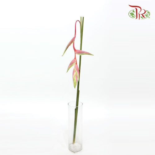 Pendula Pink (Heliconia Hanging) - Per Stems - Pudu Ria Florist Southern