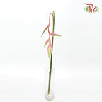 Pendula Pink (Heliconia Hanging) - Per Stems - Pudu Ria Florist Southern