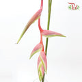 Pendula Pink (Heliconia Hanging) - Per Stems - Pudu Ria Florist Southern