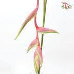 Pendula Pink (Heliconia Hanging) - Per Stems - Pudu Ria Florist Southern