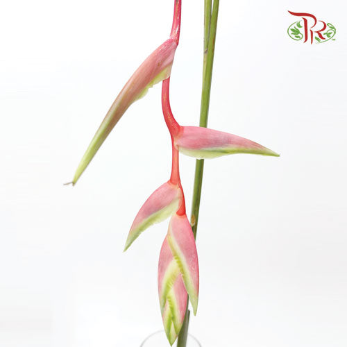 Pendula Pink (Heliconia Hanging) - Per Stems - Pudu Ria Florist Southern