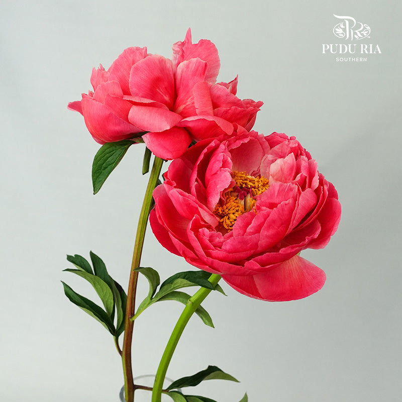 Peony Dark Pink (2 stems) - Pudu Ria Florist Southern