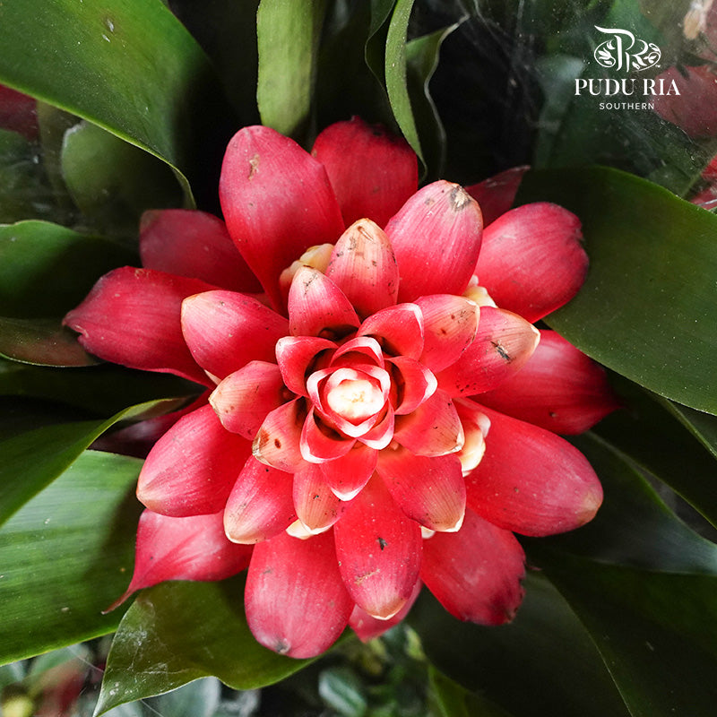 Guzmania Red 星花凤梨(红) - Pudu Ria Florist Southern