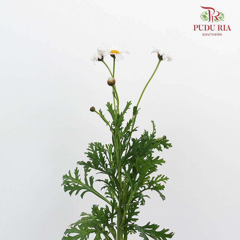 Leucanthemum White (5 stems) - Pudu Ria Florist Southern