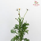 Leucanthemum White (5 stems) - Pudu Ria Florist Southern