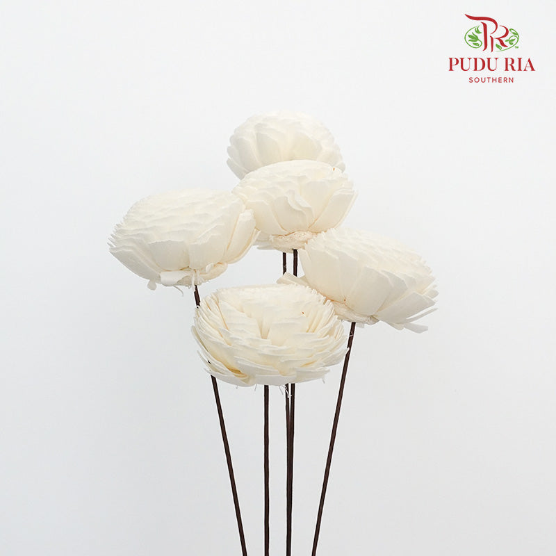 Dry Aeschynomene (Big) - White - Pudu Ria Florist Southern