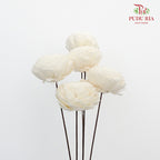 Dry Aeschynomene (Big) - White - Pudu Ria Florist Southern