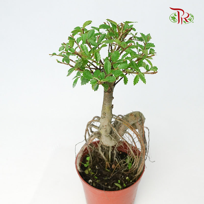 Ulmus Pumila - Pudu Ria Florist Southern