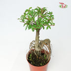 Ulmus Pumila - Pudu Ria Florist Southern
