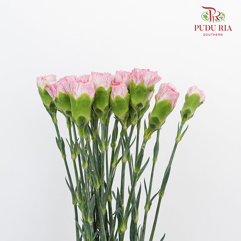 Carnation White/Pink 18-20 Stems - Pudu Ria Florist Southern