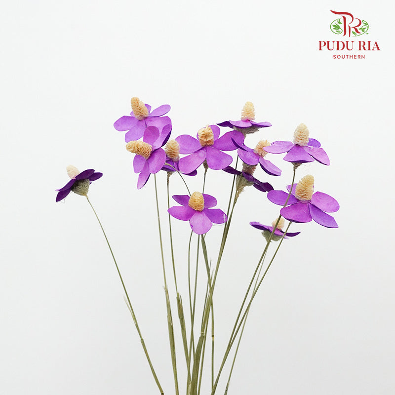 Dry Violet - Purple - Pudu Ria Florist Southern