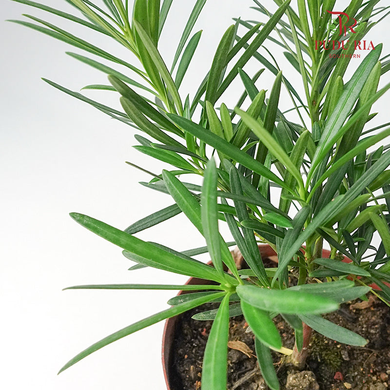 Podocarpus Japan - Pudu Ria Florist Southern