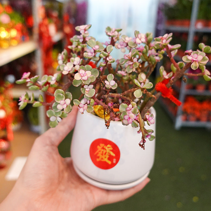 CNY Pot Plant Arrangement 金玉满堂 - Pudu Ria Florist Southern