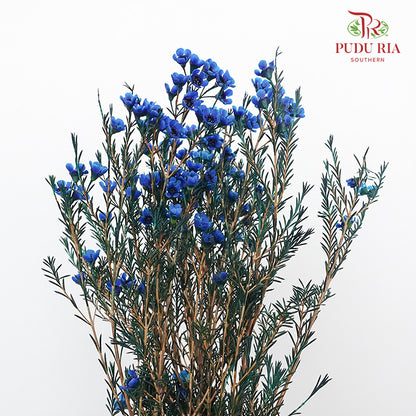 Wax Flower Blue - Pudu Ria Florist Southern