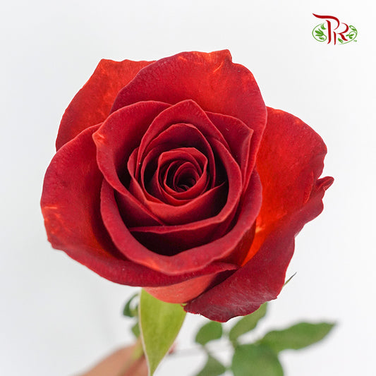 Rose Coffe Break   (8-10 Stems) - Pudu Ria Florist Southern