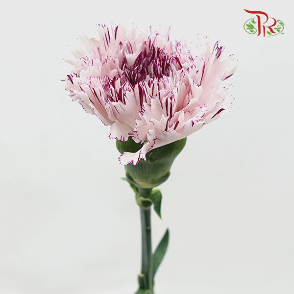 Carnation Jupiter (8-10 Stems) - Pudu Ria Florist Southern