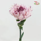 Carnation Jupiter (8-10 Stems) - Pudu Ria Florist Southern