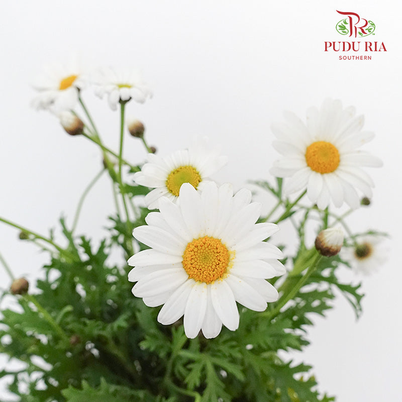Leucanthemum White (5 stems) - Pudu Ria Florist Southern