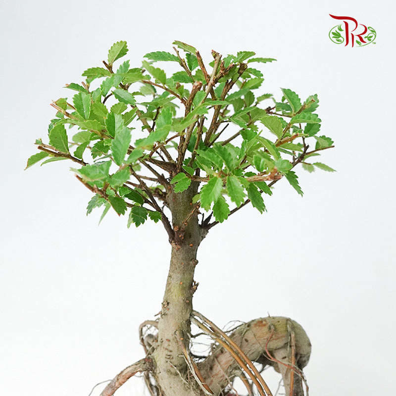 Ulmus Pumila - Pudu Ria Florist Southern
