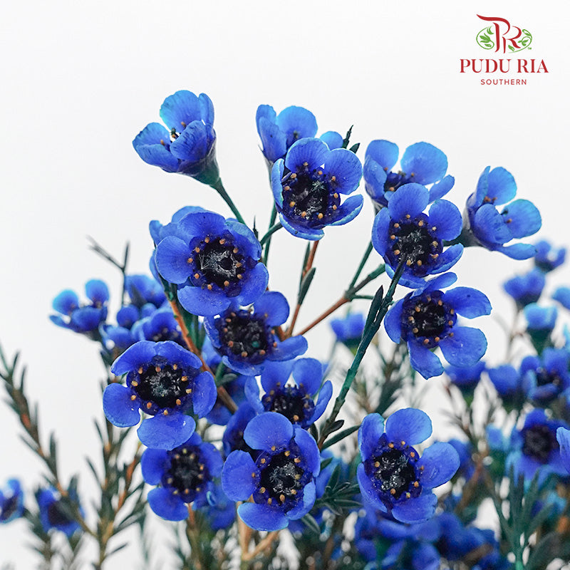 Wax Flower Blue - Pudu Ria Florist Southern