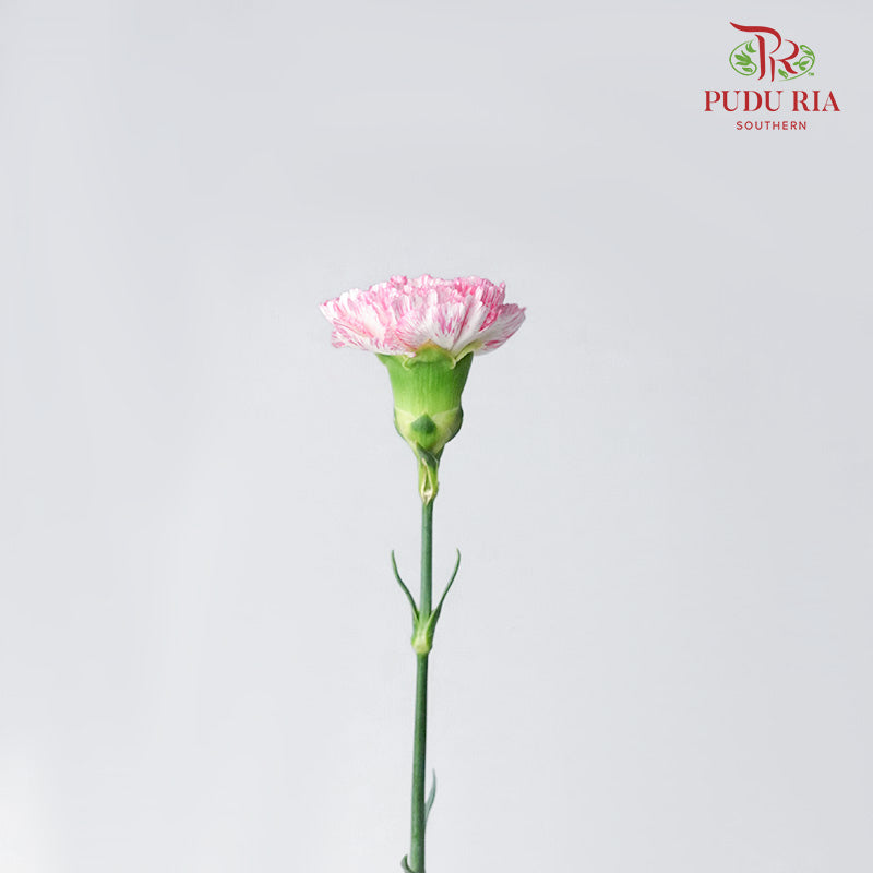 Carnation White/Pink 18-20 Stems - Pudu Ria Florist Southern