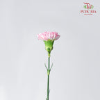 Carnation White/Pink 18-20 Stems - Pudu Ria Florist Southern