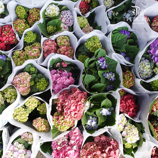 Hydrangea Plant Small 绣球花(小盆) - Pudu Ria Florist Southern