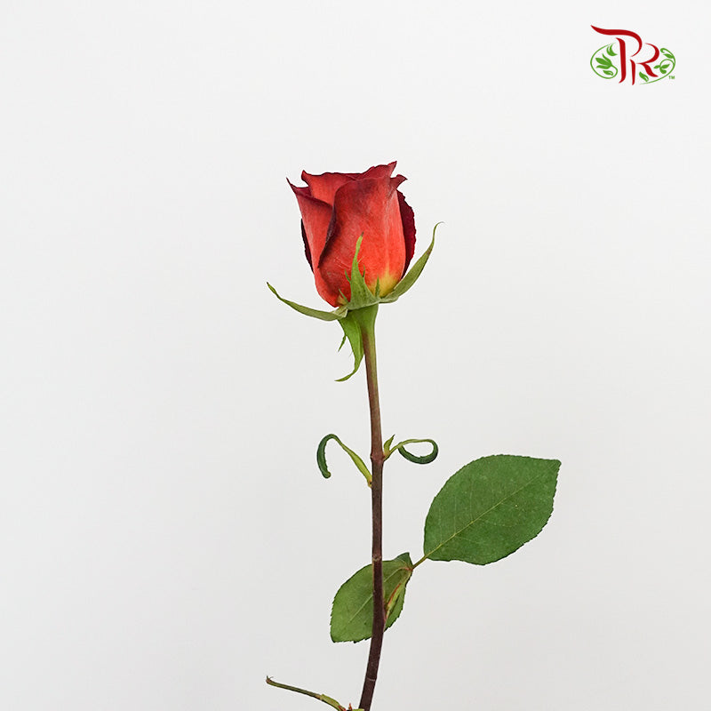 Rose Coffe Break   (8-10 Stems) - Pudu Ria Florist Southern