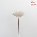 Dry Aeschynomene (Big) - White - Pudu Ria Florist Southern