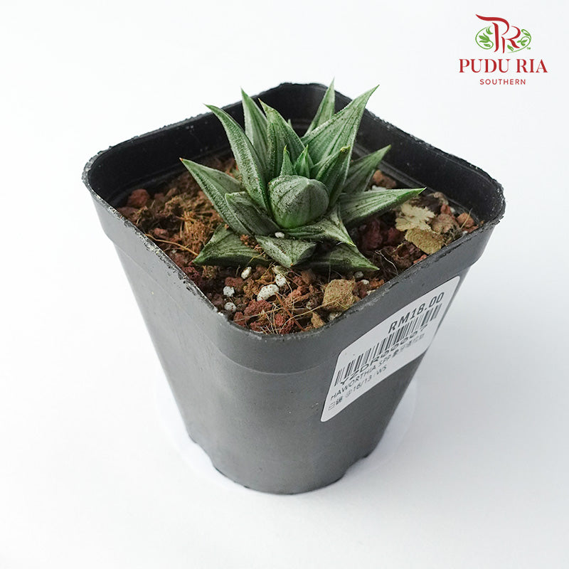 Haworthia 象牙塔拉丝白锦 - Pudu Ria Florist Southern