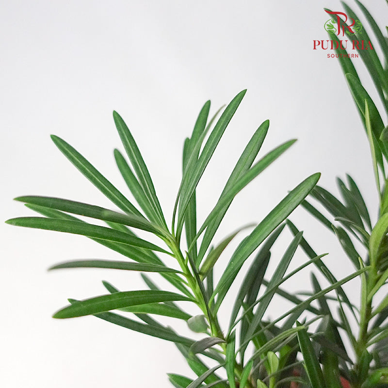 Podocarpus Japan - Pudu Ria Florist Southern