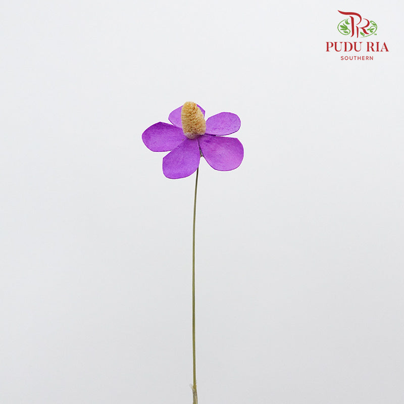 Dry Violet - Purple - Pudu Ria Florist Southern