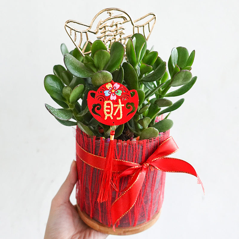 CNY Pot Plant Arrangement 玉树/翡翠木 - Pudu Ria Florist Southern