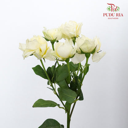 Rose Spray Julietta Limonchello (6 Stems) - Pudu Ria Florist Southern