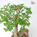 Ulmus Pumila - Pudu Ria Florist Southern