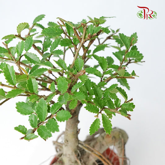 Ulmus Pumila - Pudu Ria Florist Southern