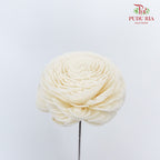 Dry Aeschynomene (Big) - White - Pudu Ria Florist Southern