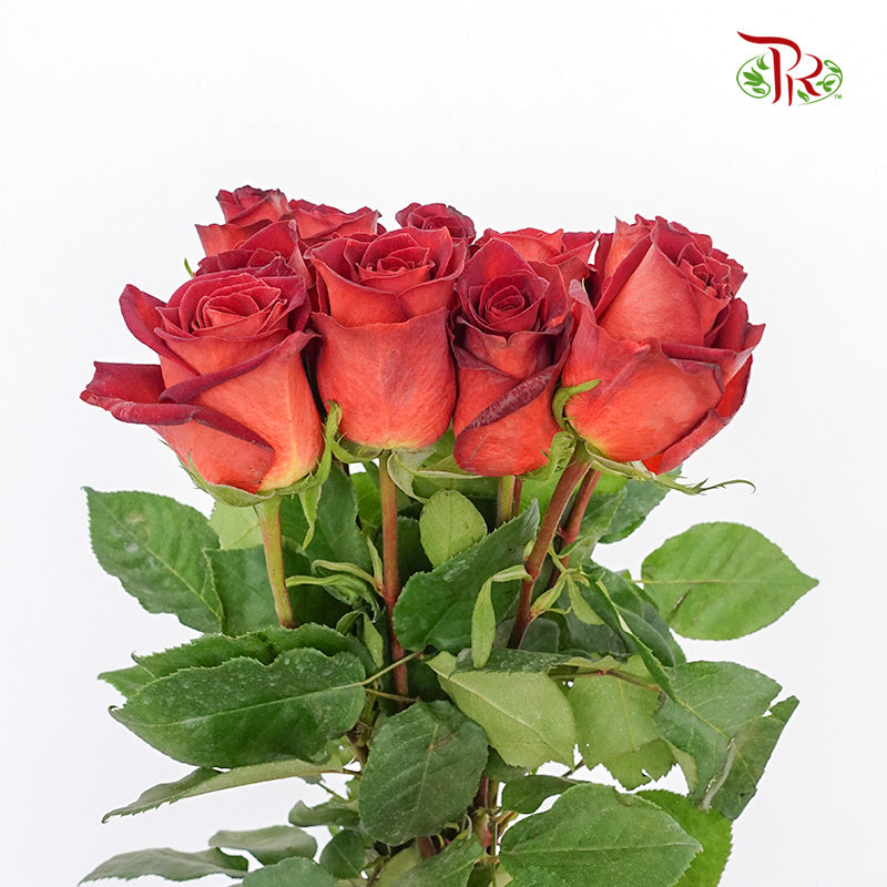 Rose Coffe Break   (8-10 Stems) - Pudu Ria Florist Southern