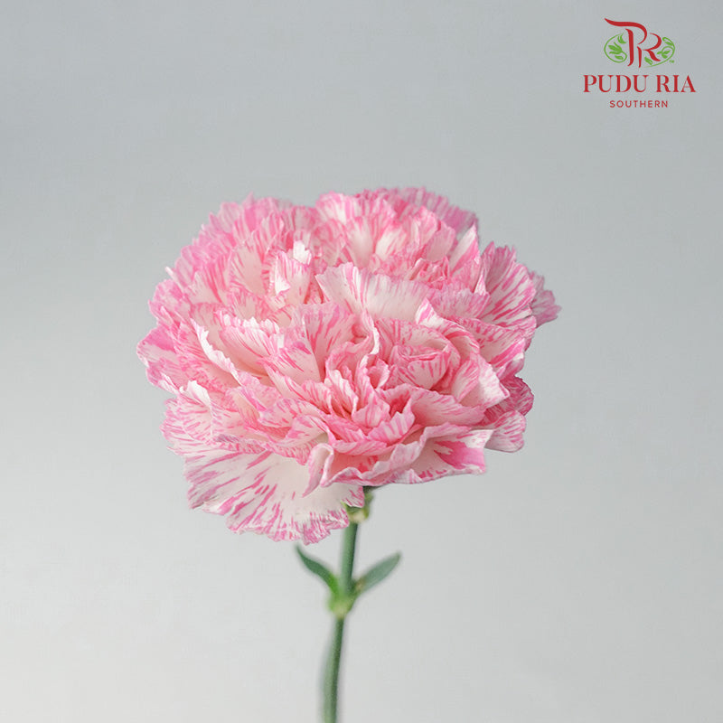 Carnation White/Pink 18-20 Stems - Pudu Ria Florist Southern