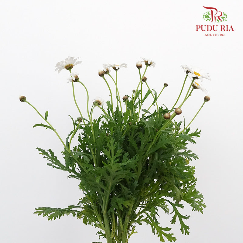 Leucanthemum White (5 stems) - Pudu Ria Florist Southern